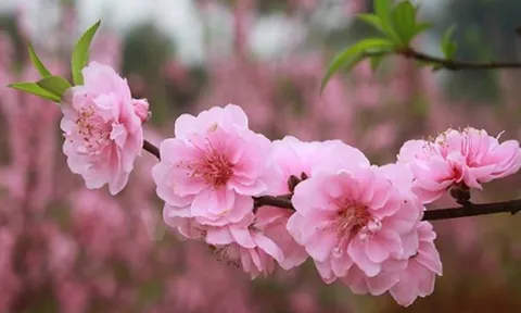 Trắc nghiệm tâm lý: Chọn một loài hoa Tết bạn thích nhất để khám phá vận may và tài lộc năm mới của bạn