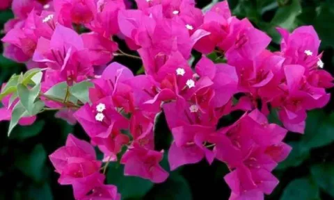 Hoa giấy có 6 loại phổ biến, nhưng đây là giống nở quanh năm, sai hoa nhất và bền màu rực rỡ nhất