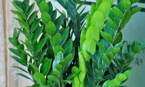 Muốn giàu sang năm Bính Ngọ 2026? Đặt ngay 3 cây phong thủy này ở phòng khách để hút tài lộc