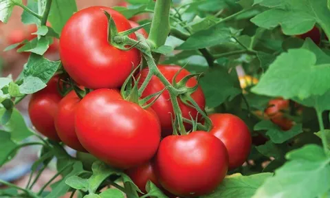 Cách ăn cà chua giảm cân cấp tốc, da đẹp dáng xinh