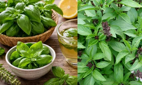 Cách dùng lá húng quế đúng cách để hỗ trợ thải độc và phòng bệnh