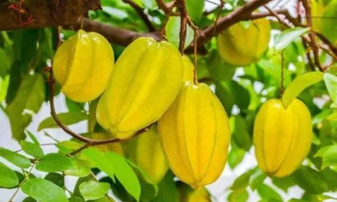 Trồng cây khế trước hay sau nhà tốt cho phong thủy? Hợp tuổi nào để hút tài lộc, gia đình sung túc?