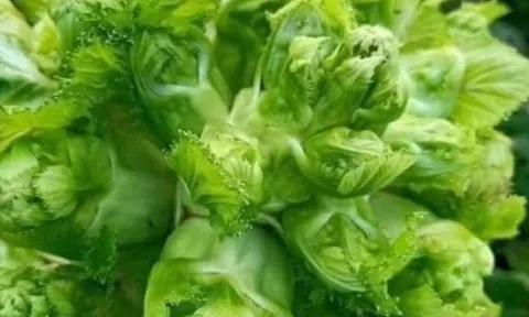 Loại rau “vàng” sau Tết vào mùa ngon nhất: Giúp ruột khỏe, giải độc, kháng viêm, chợ Việt bán đầy