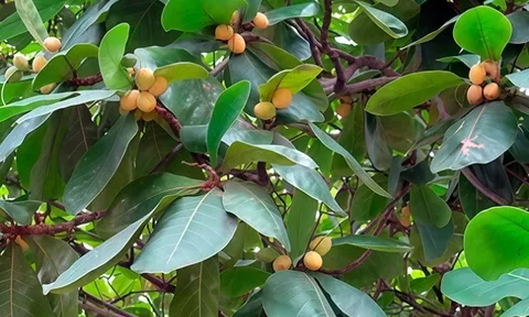 Loại quả xưa rụng đầy gốc, nay thành đặc sản giá 500.000 đ/kg, trồng bạt ngàn ở Việt Nam thu hoạch nhiều năm