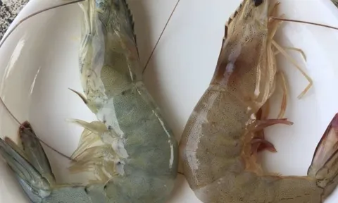 Cách phân biệt tôm nuôi và tôm tự nhiên chuẩn nhất: Mẹo nhận biết đơn giản ai cũng làm được