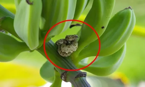 4 loại cây quen thuộc dễ dụ rắn vào nhà