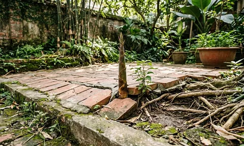 8 loại cây không nên trồng trong nhà và sân vườn: Đẹp mắt nhưng dễ làm nứt tường, hỏng nền