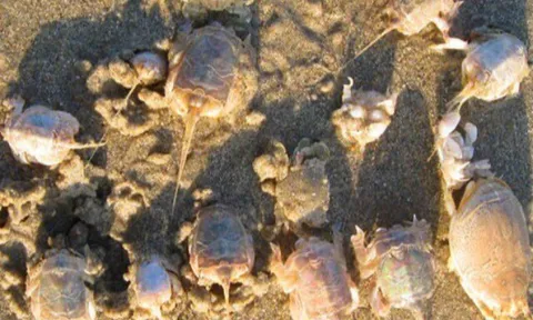 Đặc sản có tên rất lạ chỉ có ở Quảng Ngãi, xưa không ai ăn nay nổi tiếng khắp nơi, 250.000 đồng/kg