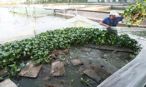 Nuôi con vật có vẻ ngoài xấu xí nhưng là đặc sản “vạn người mê”, nhiều nông dân đổi đời làm giàu