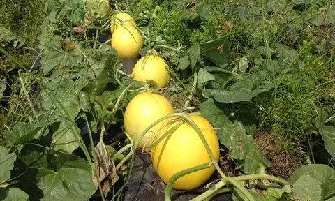 Loại quả nghe tên đã thấy giàu sang, xưa không ai biết đến nay thành đặc sản 40.000 đ/kg, trồng 2 tháng cho thu hoạch