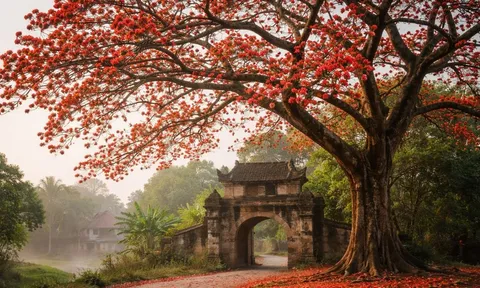 Hoa gạo nở đỏ rực trời xuân nhưng vì sao người xưa lại sợ trồng cây hoa gạo trước nhà?