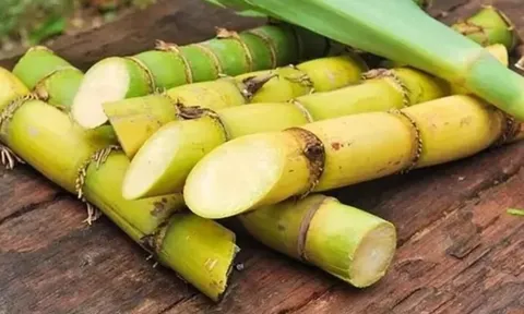 Ít ai biết loại cây quen thuộc này lại có tác dụng giúp dưỡng gan, bổ thận