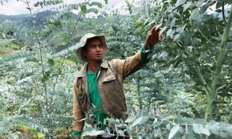 Trồng loại cây nghe tên đã thấy giàu có, vừa tỏa mùi hương vừa giúp hút tài lộc, nhiều nông dân vươn lên làm giàu