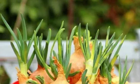 Gừng, hành, tỏi mọc mầm có ăn được không? Cảnh báo nguy cơ mùa nồm ẩm nhiều người bỏ qua
