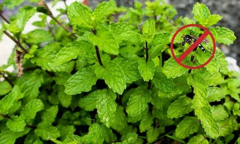 3 loài cây đuổi muỗi nên trồng trong nhà