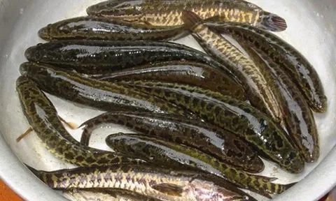 Loại cá xưa đầy nhưng ai cũng chê không ăn, giờ thành đặc sản không phải muốn mua là có, giá bán 170.000 đ/kg
