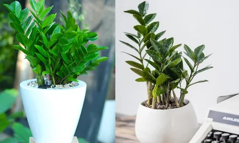 3 vị trí hút lộc trong nhà nên đặt cây kim tiền