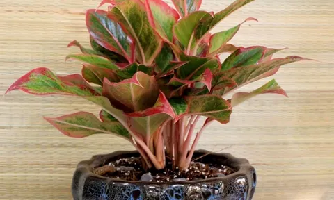 5 loại cây cảnh phong thủy trong nhà được ưa chuộng