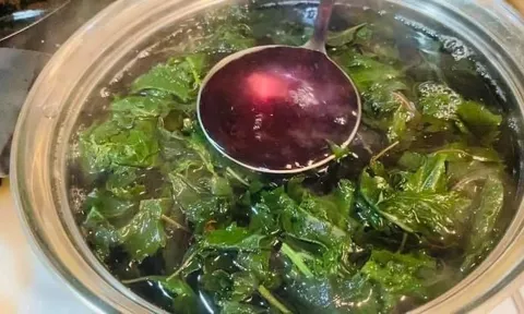 Cách nấu nước lá tía tô uống giảm cân, thải độc cơ thể