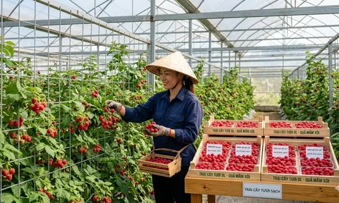 Loại quả đặc sản: Nghe tên đã thấy may mắn, trồng 1 lần thu hoạch tới 10 năm giá gần 400.000 đồng/kg