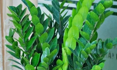 Năm Bính Ngọ 2026: 3 cây phong thủy nên đặt phòng khách để hút tài lộc, tiền vào như nước