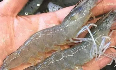 Tôm sông và tôm biển khác nhau thế nào? Loại nào nhiều canxi hơn?