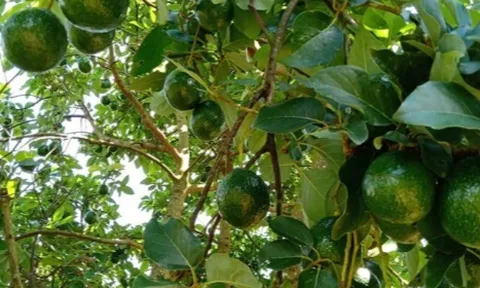 Loại quả "tốt nhất thế giới" chỉ có ở Tây Nguyên, thành đặc sản nổi tiếng 60.000 đồng/kg, trồng một lần thu hoạch nhiều năm