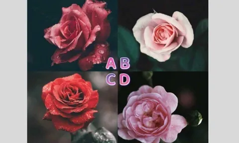 Trắc nghiệm: Bông hồng bạn chọn sẽ tiết lộ bạn dễ gặp chân ái hay toàn dính drama tình cảm