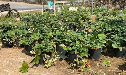 Loại quả "tốt nhất thế giới" chỉ có ở Sơn La, trồng 2 tháng cho thu hoạch, thành đặc sản nổi tiếng giá 250.000 đồng/kg