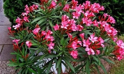 4 loại cây hại phong thủy lại dễ gây họa cho gia chủ, có thì chặt bỏ ngay