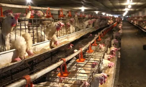 Từ 5 triệu đồng lập trại gà “siêu trứng”, nông dân Nghệ An thu gần 40 triệu/ngày, doanh thu mỗi năm hàng chục tỷ