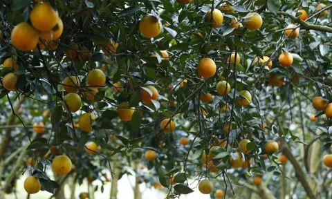 Loại quả "tốt nhất thế giới" chỉ có ở Phú Thọ, thành đặc sản nổi tiếng được ưa chuộng, trồng một lần thu hoạch nhiều năm