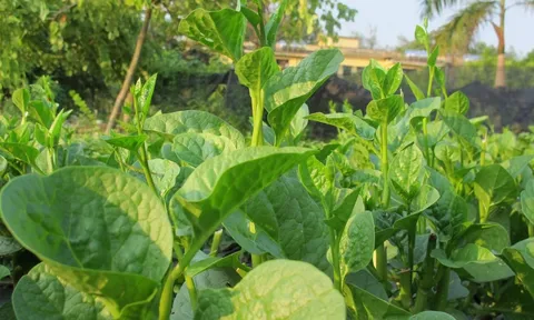 5 loại rau "bổ hơn thịt, rẻ hơn thuốc", thấy chợ bán đừng bỏ qua