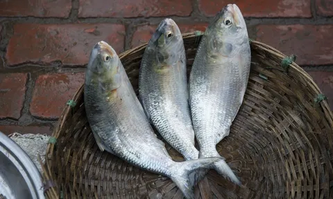 Loại cá không thể nuôi nhân tạo, chợ ít bán nếu thấy đừng tiếc tiền mua