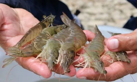 Người bán tôm nói thật: Phân biệt tôm nuôi và tôm tự nhiên hóa ra cực dễ