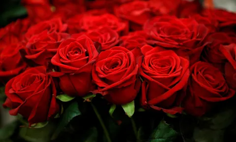 Trắc nghiệm tâm lý: Chọn một bó hoa để khám phá năng lượng nữ tính mạnh nhất trong bạn