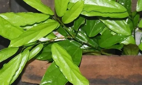 Cây dại mọc bờ bụi xưa không ai hái, giờ thành đặc sản có hương vị lạ lẫm, ít người được thưởng thức