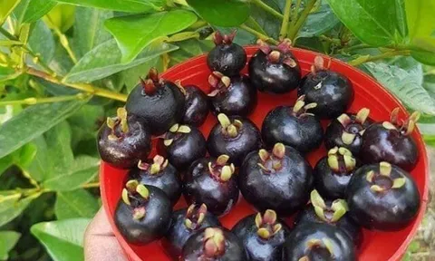 Loại quả "tốt nhất thế giới" chỉ có ở Khánh Hoà, trồng một năm cho thu hoạch, thành đặc sản nổi tiếng giá 200.000 đồng/kg