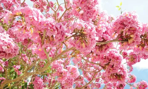 4 loại cây dễ trồng trong sân nhà, cứ sang xuân là tạo thành biển hoa rực rỡ