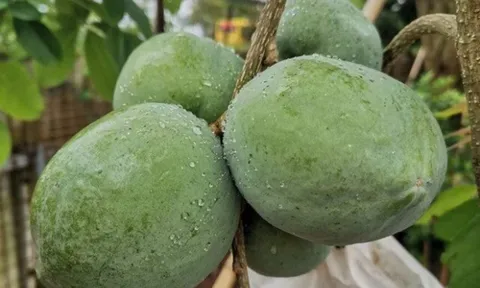 Loại quả xưa không ai biết, nay thành đặc sản nổi tiếng có hương vị lạ lẫm, giá đắt đỏ mà vẫn cháy hàng
