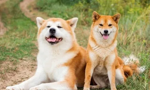 6 giống chó siêu dễ thương, phù hợp với người hướng nội thích nuôi thú cưng mà sợ ồn ào