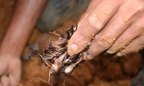 Nghề lạ ở Việt Nam: Cứ tới mùa lại kéo nhau vào rừng “săn lộc trời”, loại đặc sản này giúp nông dân đổi đời