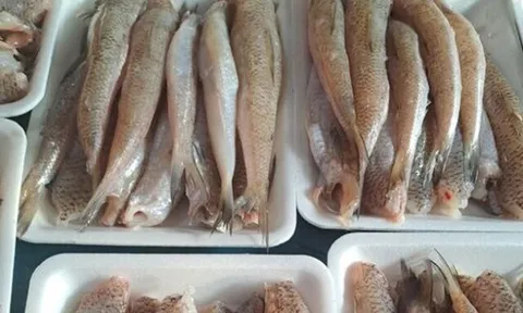 Loại cá có tên độc lạ, giờ trở thành đặc sản nổi tiếng được ưa chuộng vì ngon và bổ dưỡng, 70.000 đ/kg
