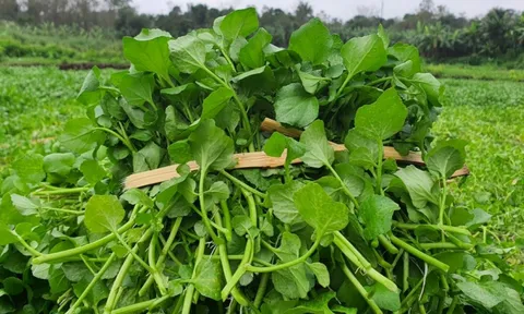 4 loại thưc phẩm cần thiết cho cơ thể được khuyên nên bổ sung vào bữa thường xuyên