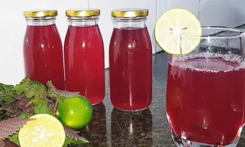 5 người tuyệt đối không nên uống nước lá tía tô