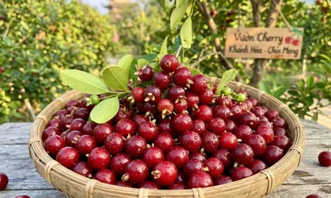Loại quả nổi tiếng thế giới trồng ở Khánh Hoà, nhỏ như viên bi, trồng 1 năm đã cho thu hoạch, giá 200.000 đồng/kg