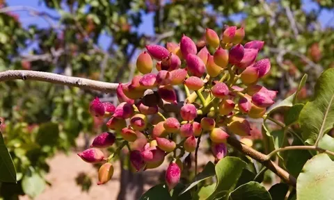 Loại hạt triệu đô nào “tốt nhất thế giới” vừa chiếm top 1 xuất khẩu ở Việt Nam, giá đắt đỏ được ví là "hạt hạnh phúc"?