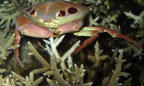 Đặc sản ở vùng biển Lâm Đồng có tên rất lạ, trở thành thương hiệu nhờ hương vị đặc biệt, càng ăn càng cuốn