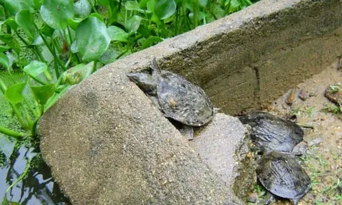 Nuôi loài đặc sản to bự, nhẹ vốn lớn nhanh, suốt ngày chỉ ăn rồi "đẻ sòn sòn", giúp nông dân vươn lên làm giàu