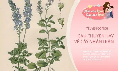 Truyện cổ tích: Sự tích cây nhân trần